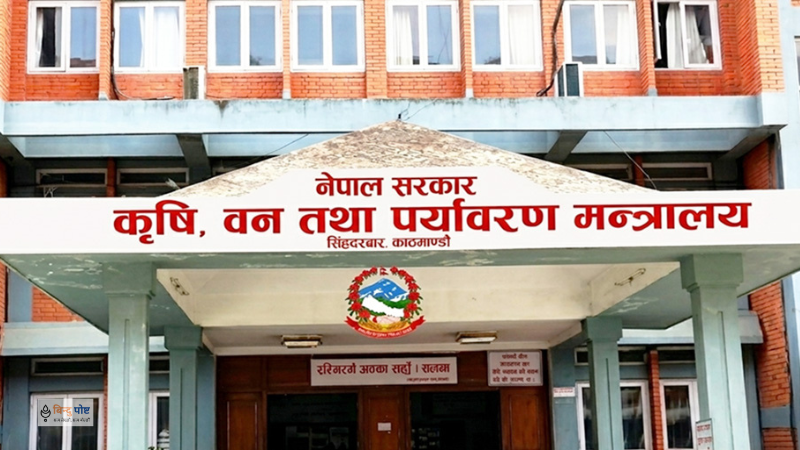 सरकारले १५ हजार मेट्रिक टन धान खरिद गर्ने