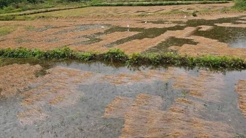 बेमौसमी वर्षाले किसानको काटेको धान डुब्यो, कोदो बालीमा पनि क्षति