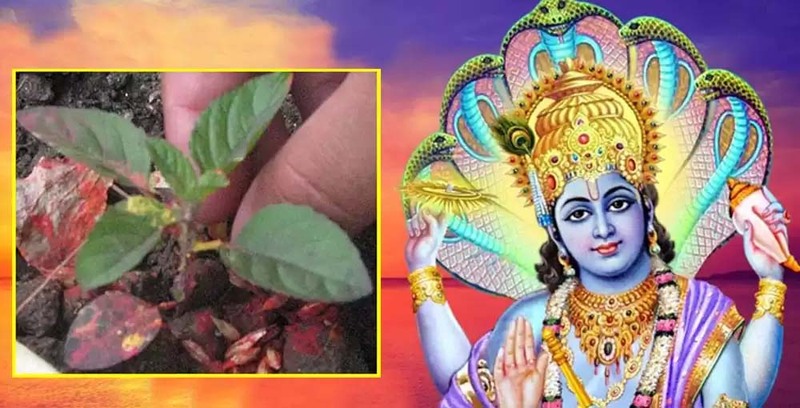 आज हरिशयनी एकादशी, घर घरमा तुलसी रोपेर मनाईंदै
